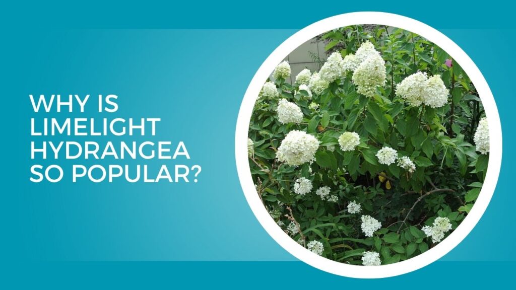 Why Is Limelight Hydrangea So Popular