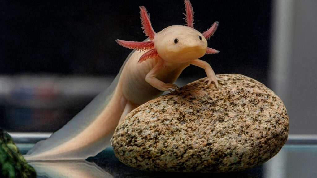 Why Are Axolotls So Popular